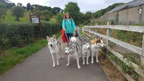 Dunc's Dog Walking and Daycare